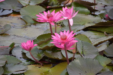 pink water lily in pond