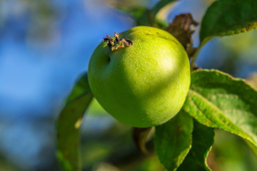 Green apple on a tree branch on blue sky background. Natural concept, outdoors, selective focus. Healthy food, autumn harvest, the celebration of Apple feast day