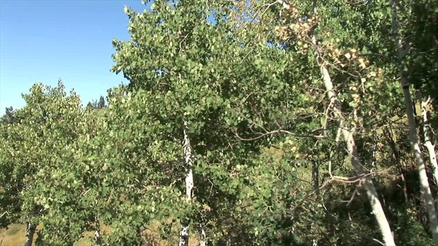 Aspen Trees-overhead-pov