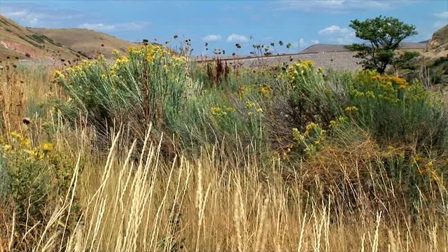 Utah Wild Flower-zoom