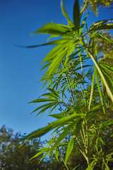 Beautiful still life with copy space of marijuana plant on blue sky background