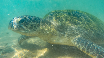 Fototapeta premium Sea turtel. hikkaduwa, Sri Lanka.