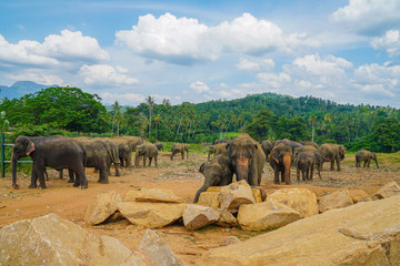 スリランカの象の群れ