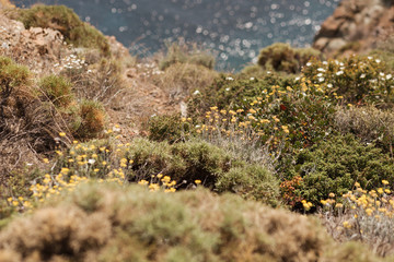  Beautiful flowers on the Mediterranean coast