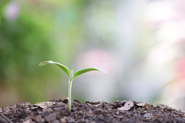small tree sapling plants planting with dew
