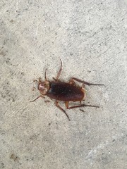 Dead cockroach on the floor, and there are many ants swarm siege.