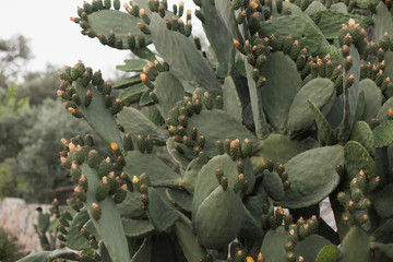 Cacti on the Mediterranean coast