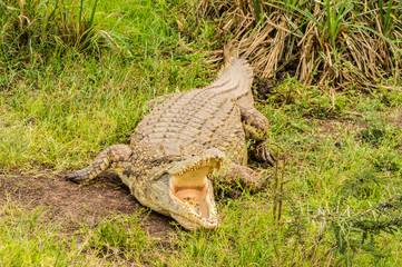 Crocodile mouth open in Nairobi