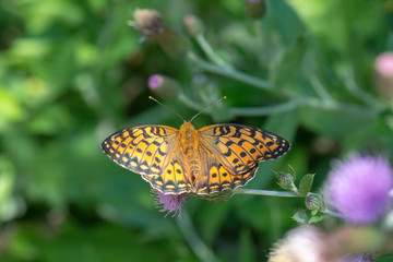 Nymphalidae / Güzel İnci / / Argynnis aglaja