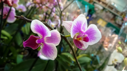 Beautiful pink orchid branch in selective focus