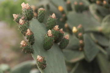 Cacti on the Mediterranean coast