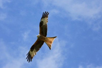 Fototapeta premium Red Kite Milvus milvus