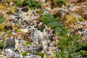 外海府海岸のフジツボ