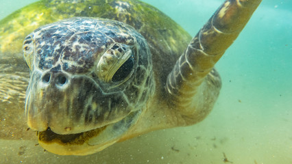 Obraz premium Sea turtel. hikkaduwa, Sri Lanka.