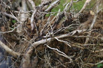  Long plant roots