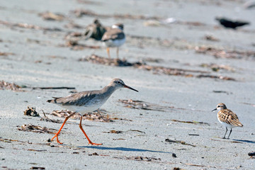 Tringa totanus (Common Redshank), Crete