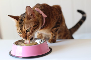 Female bengal cat enjoying a meal 