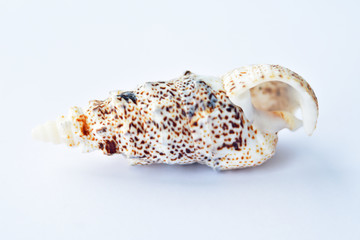 mollusk shell isolate, ocean, sea