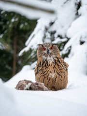 Eurasian eagle-owl (Bubo Bubo) sitting on hunted marten in snowy forest. Eurasian eagle owl with marten on snowy ground. Owl portrait.