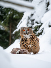 Eurasian eagle-owl (Bubo Bubo) sitting on hunted marten in snowy forest. Eurasian eagle owl with marten on snowy ground. Owl portrait.