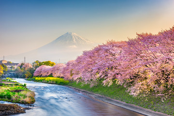 Mt. Fuji, Japan spring landscape.