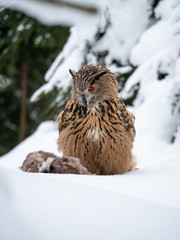 Eurasian eagle-owl (Bubo Bubo) sitting on hunted marten in snowy forest. Eurasian eagle owl with marten on snowy ground. Owl portrait.