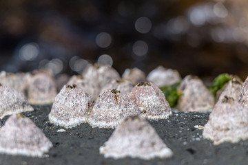 外海府海岸のフジツボ