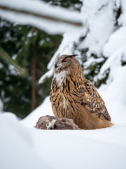 Eurasian eagle-owl (Bubo Bubo) sitting on hunted marten in snowy forest. Eurasian eagle owl with marten on snowy ground. Owl portrait.