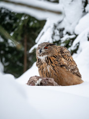 Eurasian eagle-owl (Bubo Bubo) sitting on hunted marten in snowy forest. Eurasian eagle owl with marten on snowy ground. Owl portrait.