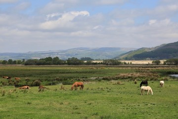 Fototapeta na wymiar Ponies and Horses Grazing in a Valley