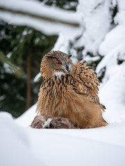 Eurasian eagle-owl (Bubo Bubo) sitting on hunted marten in snowy forest. Eurasian eagle owl with marten on snowy ground. Owl portrait.