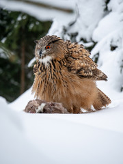 Eurasian eagle-owl (Bubo Bubo) sitting on hunted marten in snowy forest. Eurasian eagle owl with marten on snowy ground. Owl portrait.