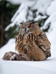 Eurasian eagle-owl (Bubo Bubo) sitting on hunted marten in snowy forest. Eurasian eagle owl with marten on snowy ground. Owl portrait.