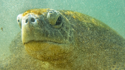 Sea turtel. hikkaduwa, Sri Lanka.