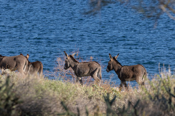 Wild Burro in the Arizona Desert in Spring