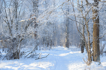 Winter branches covered with snow. Frozen tree and bush branch in winter forest. Winter forest landscape.