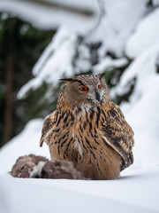 Eurasian eagle-owl (Bubo Bubo) sitting on hunted marten in snowy forest. Eurasian eagle owl with marten on snowy ground. Owl portrait.