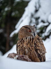Eurasian eagle-owl (Bubo Bubo) sitting on hunted marten in snowy forest. Eurasian eagle owl with marten on snowy ground. Owl portrait.
