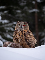 Eurasian eagle-owl (Bubo Bubo) sitting on hunted marten in snowy forest. Eurasian eagle owl with marten on snowy ground. Owl portrait.