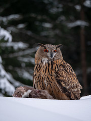 Eurasian eagle-owl (Bubo Bubo) sitting on hunted marten in snowy forest. Eurasian eagle owl with marten on snowy ground. Owl portrait.