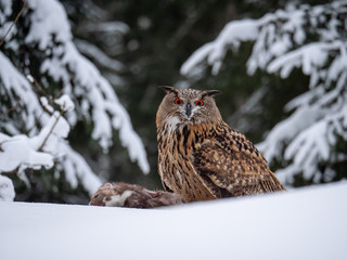 Eurasian eagle-owl (Bubo Bubo) sitting on hunted marten in snowy forest. Eurasian eagle owl with marten on snowy ground. Owl portrait.