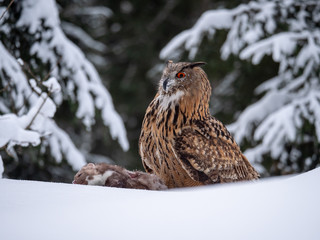 Eurasian eagle-owl (Bubo Bubo) sitting on hunted marten in snowy forest. Eurasian eagle owl with marten on snowy ground. Owl portrait.