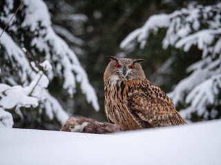 Eurasian eagle-owl (Bubo Bubo) sitting on hunted marten in snowy forest. Eurasian eagle owl with marten on snowy ground. Owl portrait.