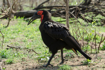 Bucorve du Sud, Grand calao terrestre, Bucorvus leadbeateri, Southern Ground Hornbill