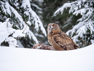 Eurasian eagle-owl (Bubo Bubo) sitting on hunted marten in snowy forest. Eurasian eagle owl with marten on snowy ground. Owl portrait.
