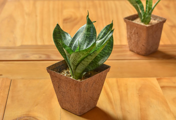 Potted decoration plant for desktop on wooden table in modern coffee shop.