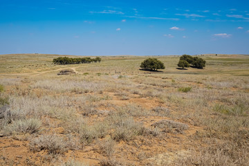 Obraz premium Near the medieval city of Saray-Batu - the capital of the Golden Horde. Steppe, dry, tough grass, a small number of trees and a herd of cows grazing in the steppe.