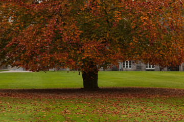 Single Autumn Tree in green grass with reddish leaves