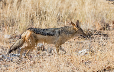 Black-backed Jackal