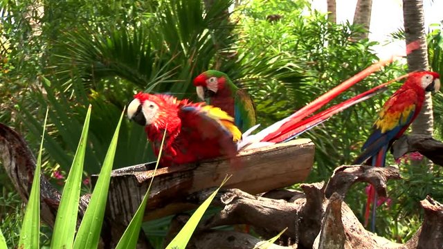 Macaw Takes Bath-cu